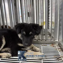 파주시 갈색&검정 믹스견 수컷