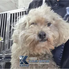 파주시 흰색 비숑 프리제 수컷