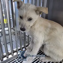파주시 갈색&흰색 믹스견 암컷