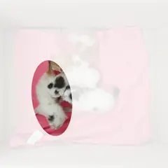 이천시 기타(삼색) 한국 고양이 성별 미상