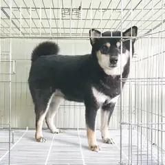이천시 기타(블랙탄블) 시바 암컷