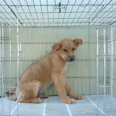 이천시 붉고 엷은 황갈색 진도견 수컷