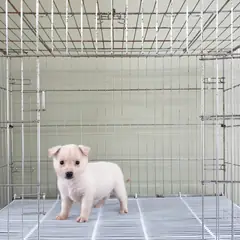 이천시 흰색 믹스견 암컷