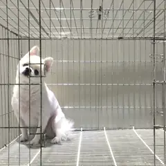 이천시 흰색 포메라니안 수컷