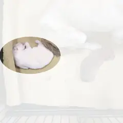 이천시 흰색 믹스견 성별 미상