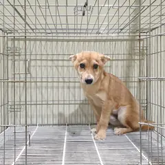 이천시 황갈색 믹스견 수컷