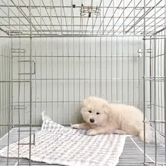 이천시 흰색 풍산견 수컷