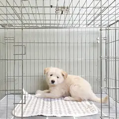 이천시 흰색 풍산견 암컷