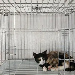 이천시 기타(삼색) 한국 고양이 암컷