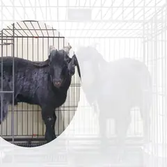 이천시 기타(검정색) 기타축종 수컷