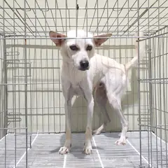 이천시 크림색 믹스견 암컷