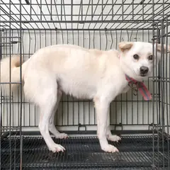 이천시 크림색 믹스견 수컷