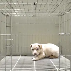 이천시 크림색 믹스견 암컷