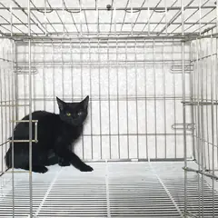 이천시 기타(검정색) 믹스묘 암컷