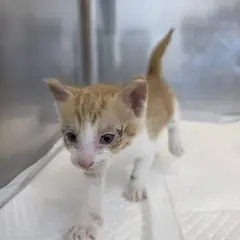 안성시 레몬색&흰색 한국 고양이 수컷