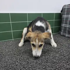 안성시 갈색&검정&흰색 믹스견 수컷