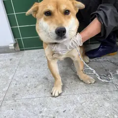 안성시 흰색&황갈색 믹스견 암컷