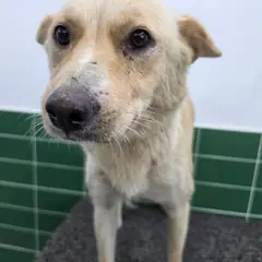 안성시 크림색 믹스견 암컷
