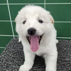 안성시 흰색 믹스견 암컷