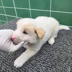 안성시 흰색 믹스견 수컷