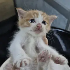 안성시 레몬색&흰색 한국 고양이 수컷