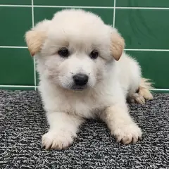 안성시 흰색 믹스견 수컷