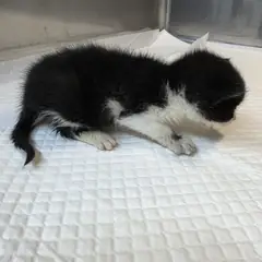 안성시 흰색/검은색 얼룩무늬 한국 고양이 수컷