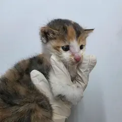 안성시 검은색흰색황토색조합 한국 고양이 암컷