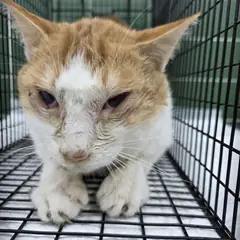 안성시 레몬색&흰색 한국 고양이 수컷
