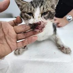 안성시 평행·전체·부분줄무늬 한국 고양이 암컷