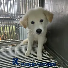 김포시 흰색 믹스견 수컷