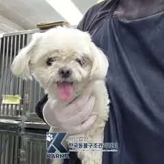 김포시 흰색 말티즈 수컷