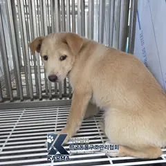 김포시 갈색 믹스견 수컷