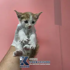 김포시 레몬색&흰색 한국 고양이 수컷