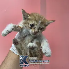 김포시 레몬색&흰색 한국 고양이 암컷
