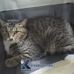 김포시 기타(갈/검/흰) 한국 고양이 수컷