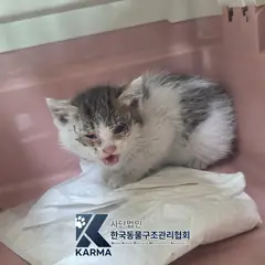 김포시 평행·전체·부분줄무늬 한국 고양이 암컷