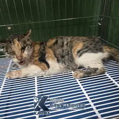 김포시 검은색흰색황토색조합 한국 고양이 암컷