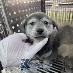 김포시 회색 믹스견 수컷