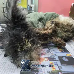 김포시 검정&흰색 믹스견 수컷