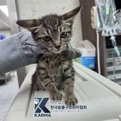 김포시 기타(검줄/갈/흰) 한국 고양이 암컷