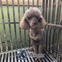 김포시 갈색 푸들 수컷