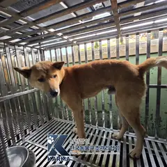 김포시 갈색 믹스견 수컷