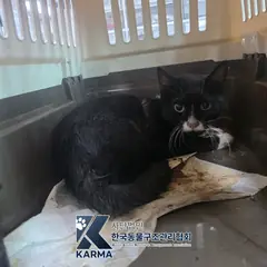 김포시 기타(검/흰) 한국 고양이 수컷