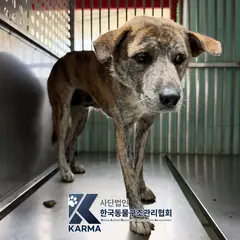 김포시 갈색&검정 믹스견 암컷