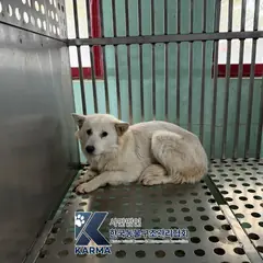 김포시 흰색 믹스견 암컷