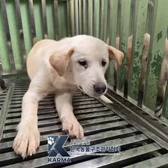 김포시 흰색 믹스견 암컷