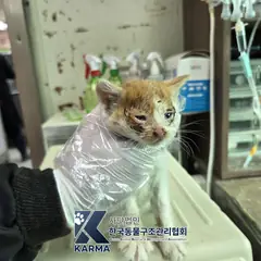 김포시 기타(갈/흰) 한국 고양이 수컷