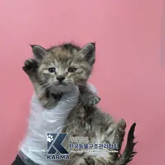 김포시 기타(회/검) 한국 고양이 암컷