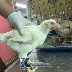 연천군 기타(흰) 기타축종 수컷